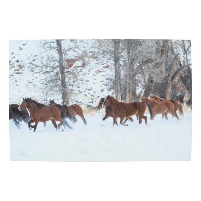 Herd of Horses Running in Snow Metal Print (Front)