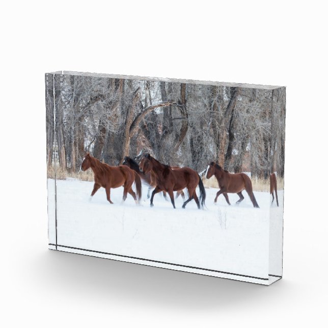 Herd of Horses Running in Winters Snow Photo Block (Right)