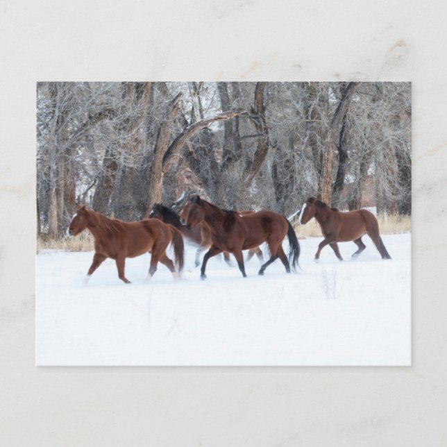Herd of Horses Running in Winters Snow Postcard (Front)