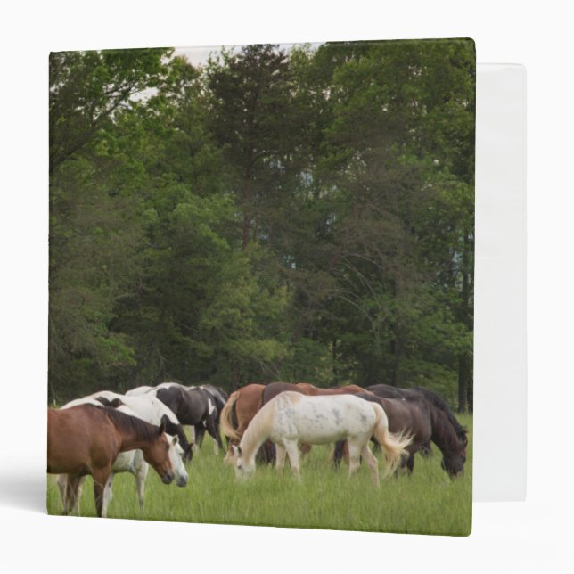 Herd of horses, Tennessee Binder (Front/Inside)