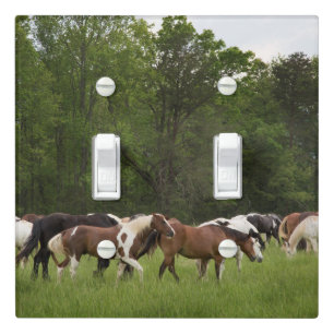 Herd of horses, Tennessee Light Switch Cover