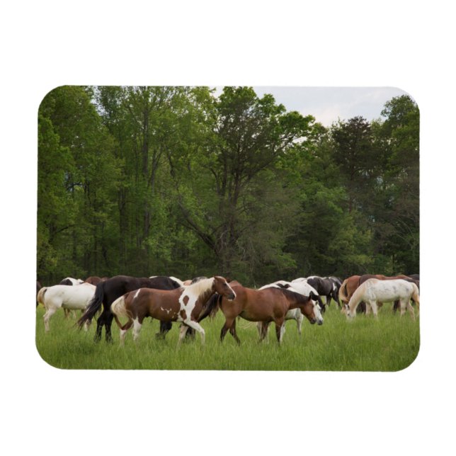 Herd of horses, Tennessee Magnet (Horizontal)