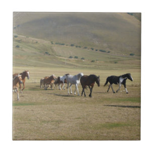 Herd of Horses Tile