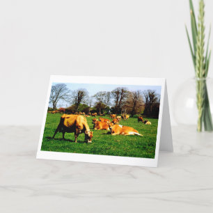 Herd of Jersey cows Card