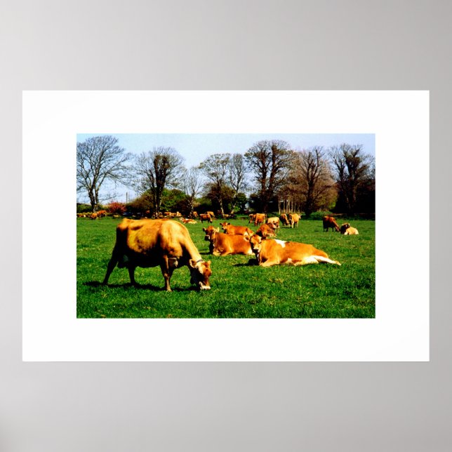 HERD OF JERSEY COWS POSTER (Front)