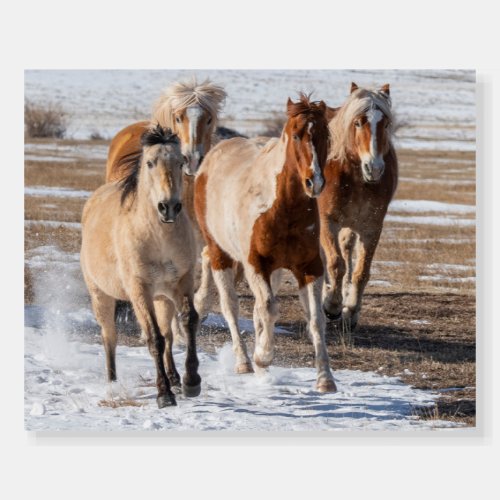 Herd of Mixed Breed Horses Running in the Snow Foam Board