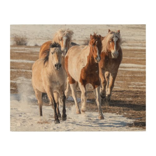 Herd of Mixed Breed Horses Running in the Snow Wood Wall Art