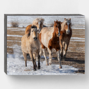 Herd of Mixed Breed Horses Running in the Snow Wooden Box Sign