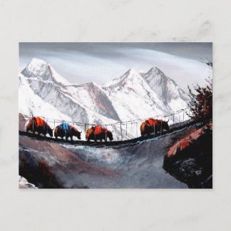 Herd Of Mountain Yaks Himalaya Postcard