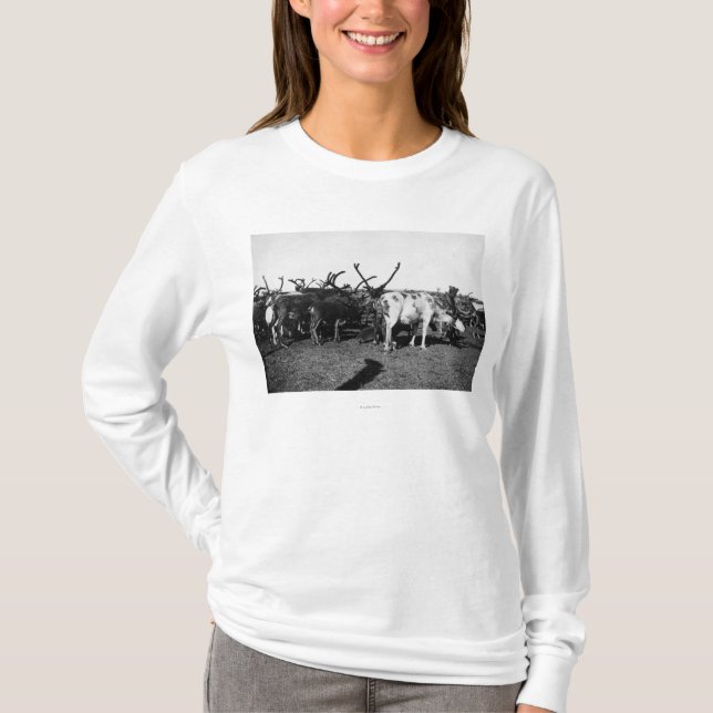 Herd of Reindeer in Alaska Photograph T-Shirt (Front)