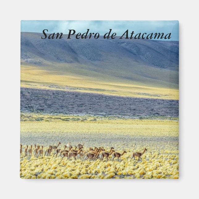 Herd of Vicunas Magnet (Front)