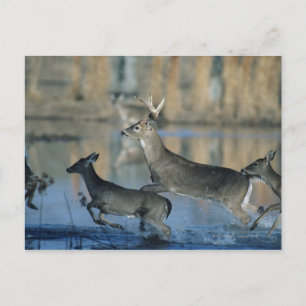 Herd of whitetail deer running through water postcard