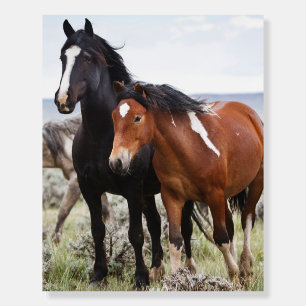 Herd of Wild Horses Foam Board