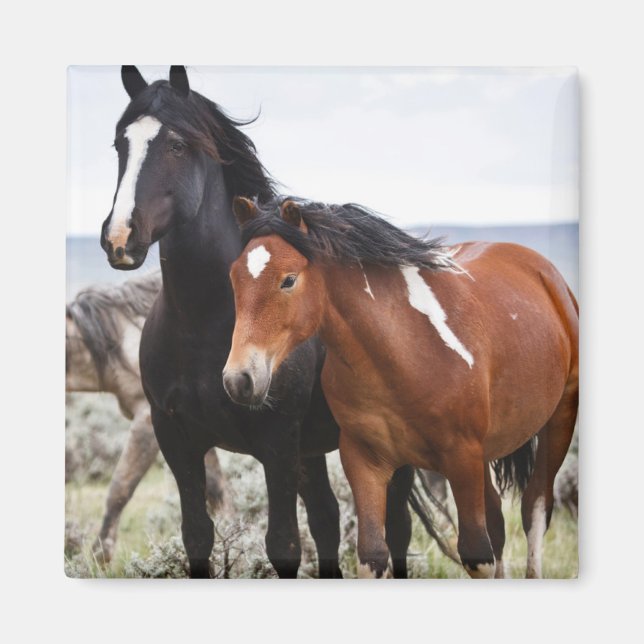 Herd of Wild Horses Magnet (Front)