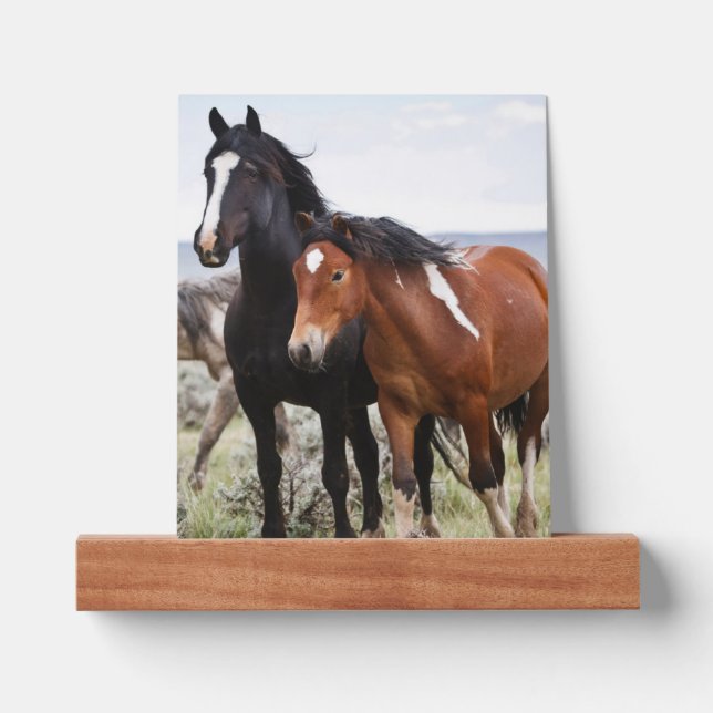 Herd of Wild Horses Picture Ledge (Front)
