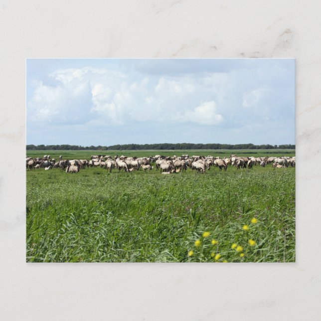 herd of wild konik horses postcard (Front)