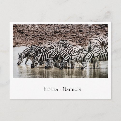Herd of Zebra by Waterhole in Etosha Namibia Postcard