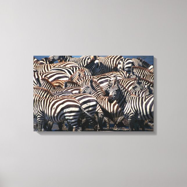 Herd of zebras 2 canvas print (Front)