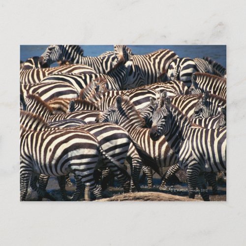Herd of zebras postcard