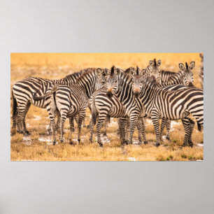 HERD OF ZEBRAS POSTER