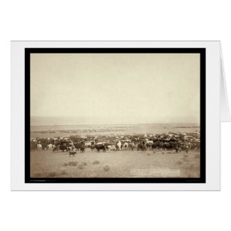 Herding Cattle at Moss Agate SD 1887 Cards