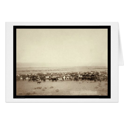 Herding Cattle at Moss Agate SD 1887 Cards (Front Horizontal)