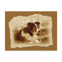 Herding Dog Vintage Sepia Tones