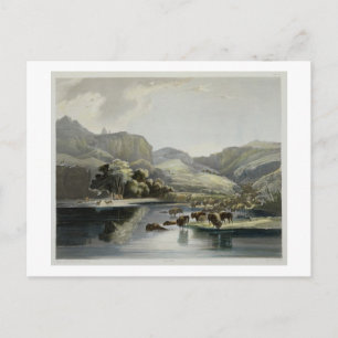 Herds of Bison and Elk on the Upper Missouri, plat Postcard