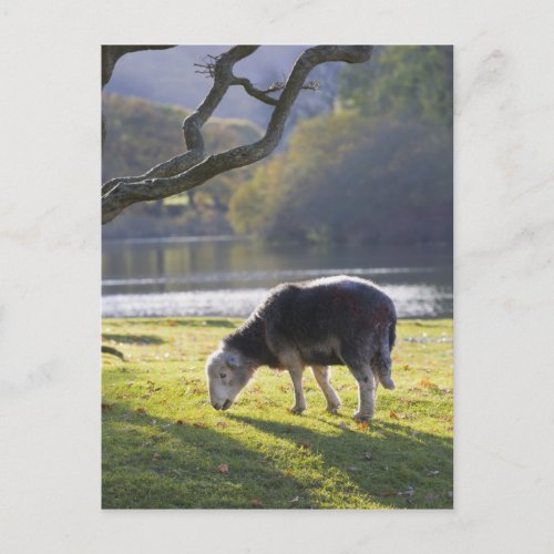 Herdwick sheep at Friars Crag Derwentwater Postcard
