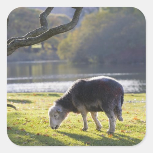 Herdwick sheep at Friars Crag Derwentwater Square Sticker