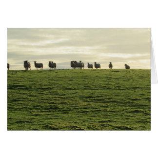 Herdwick Sheep Cards