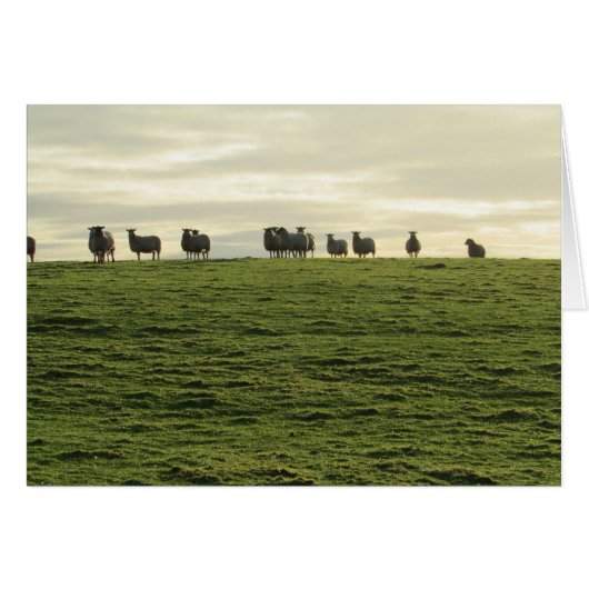 Herdwick Sheep Cards (Front Horizontal)