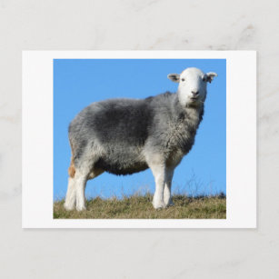 Herdwick Sheep Postcard