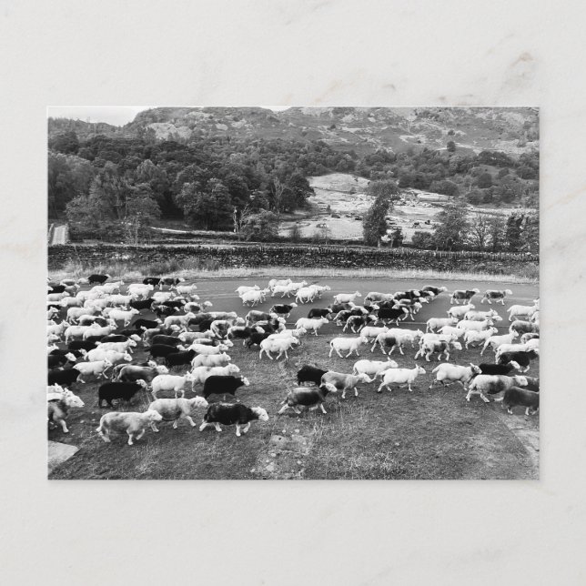 Herdwick Sheep Postcard (Front)