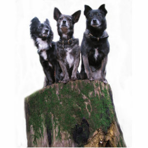 Here are the dogs on a log. cutout