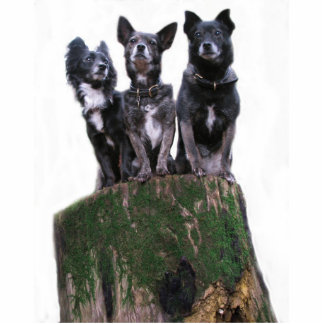 Here are the dogs on a log. cutout