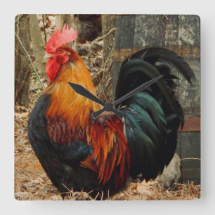 Here Comes the Rooster Square Wall Clock
