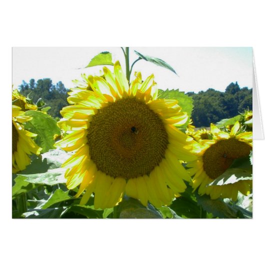 Here Comes the Sun--Card (Front Horizontal)