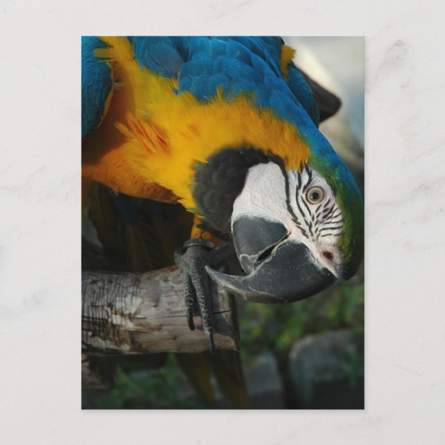 Here Looking At You Postcard (Front)