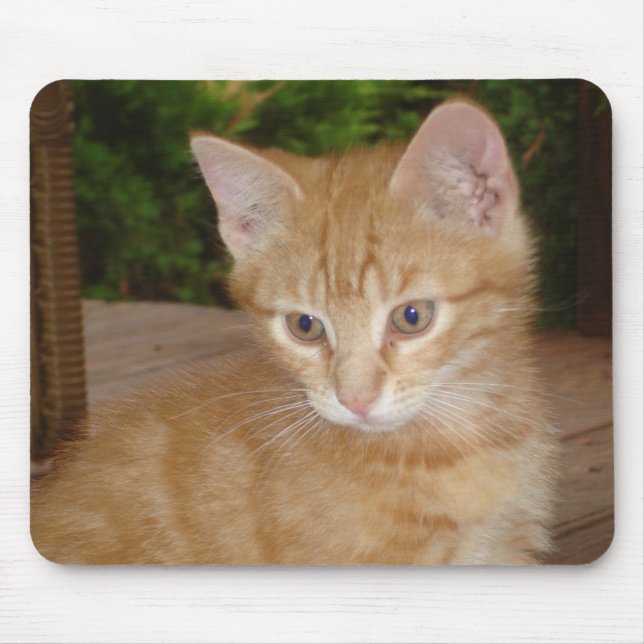 Here, Mousey, Mousey! Mouse Pad (Front)