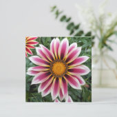 Hereford (Standing Front)