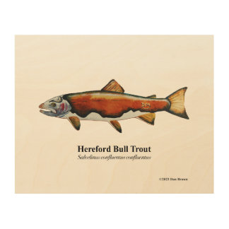 Hereford Bull Trout; Wood Print; 10"x8" Wall Art