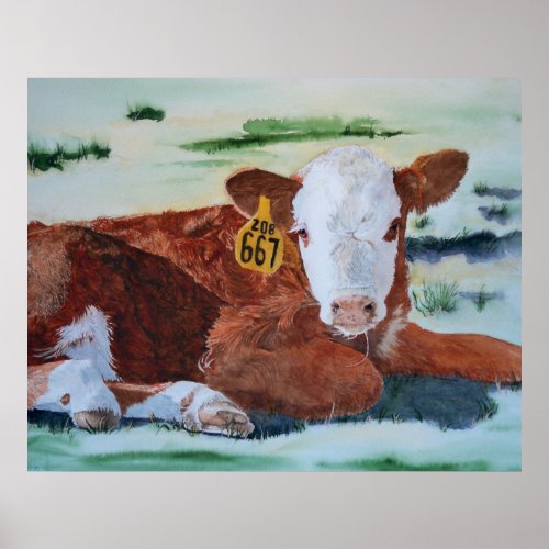 Hereford Calf Poster