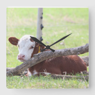 Hereford Calf Resting in the Pasture Square Wall Clock