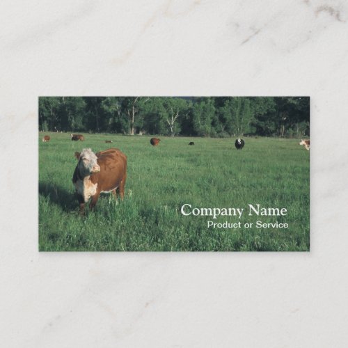 Hereford cattle business card