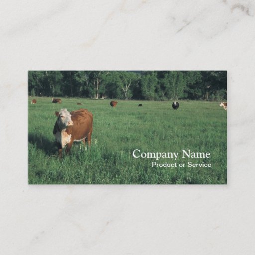 Customizable Hereford cattle business card
