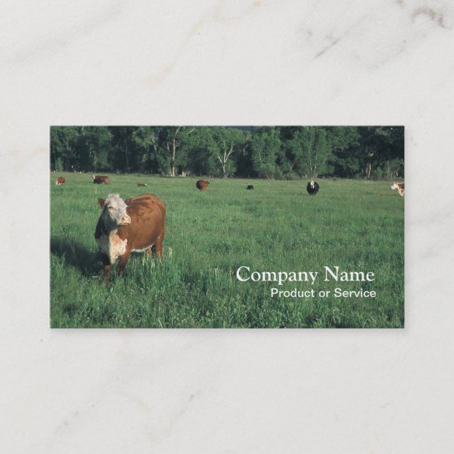 Hereford cattle business card (Front)