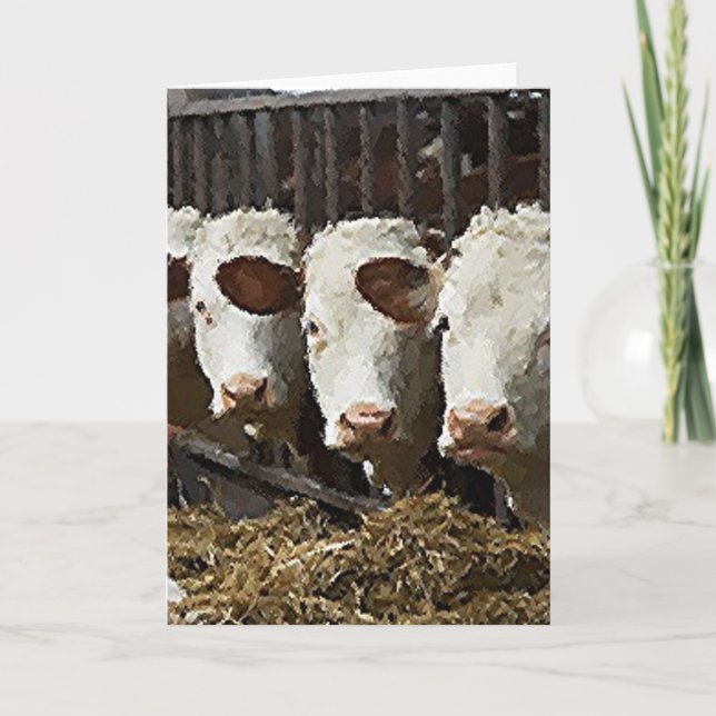 Hereford Cattle Card (Front)