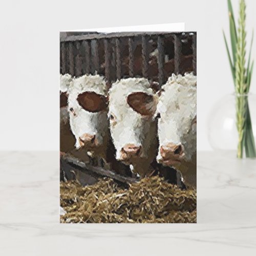 Hereford Cattle Card