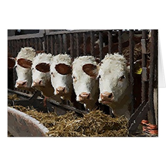 Hereford Cattle Cards (Front Horizontal)